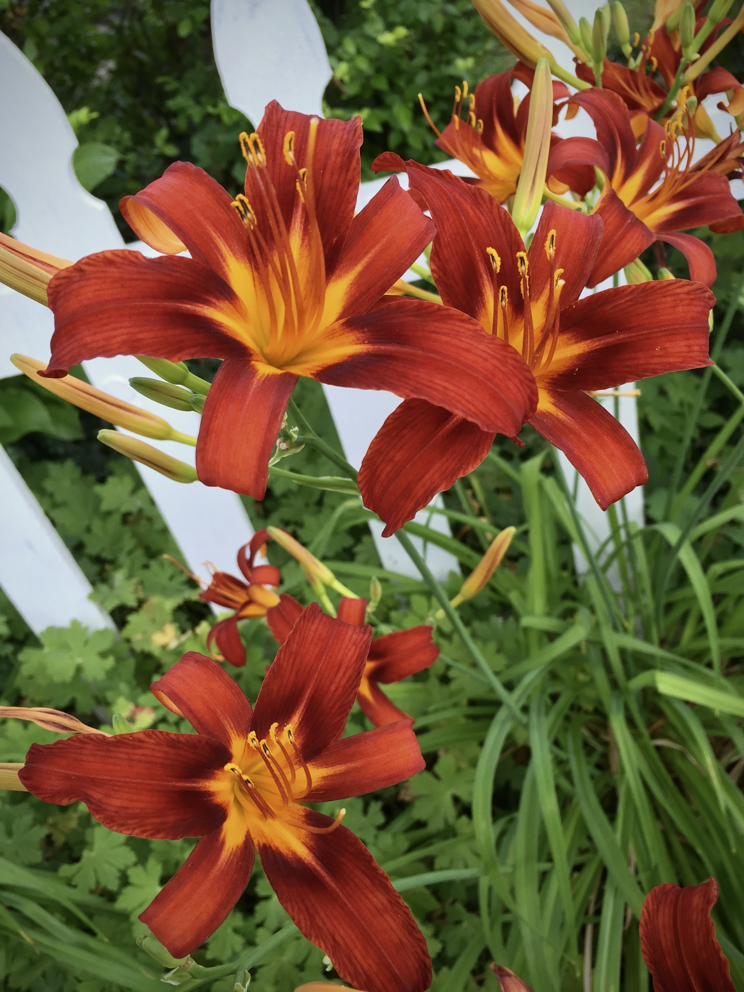 Vibrant red and orange flowers
